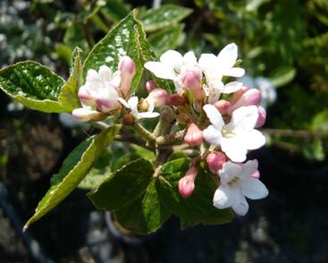 Kalina Burkwoodova 'Anne Russell'