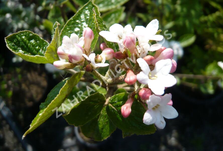 Kalina Burkwoodova 'Anne Russell' - Viburnum burkwoodii 'Anne Russell'