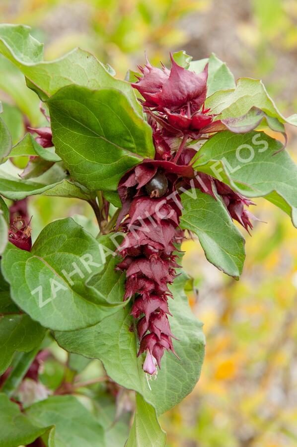 Leycestérie krásná 'Purple Rain' - Leycesteria formosa 'Purple Rain'