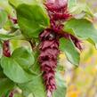 Leycestérie krásná 'Purple Rain' - Leycesteria formosa 'Purple Rain'