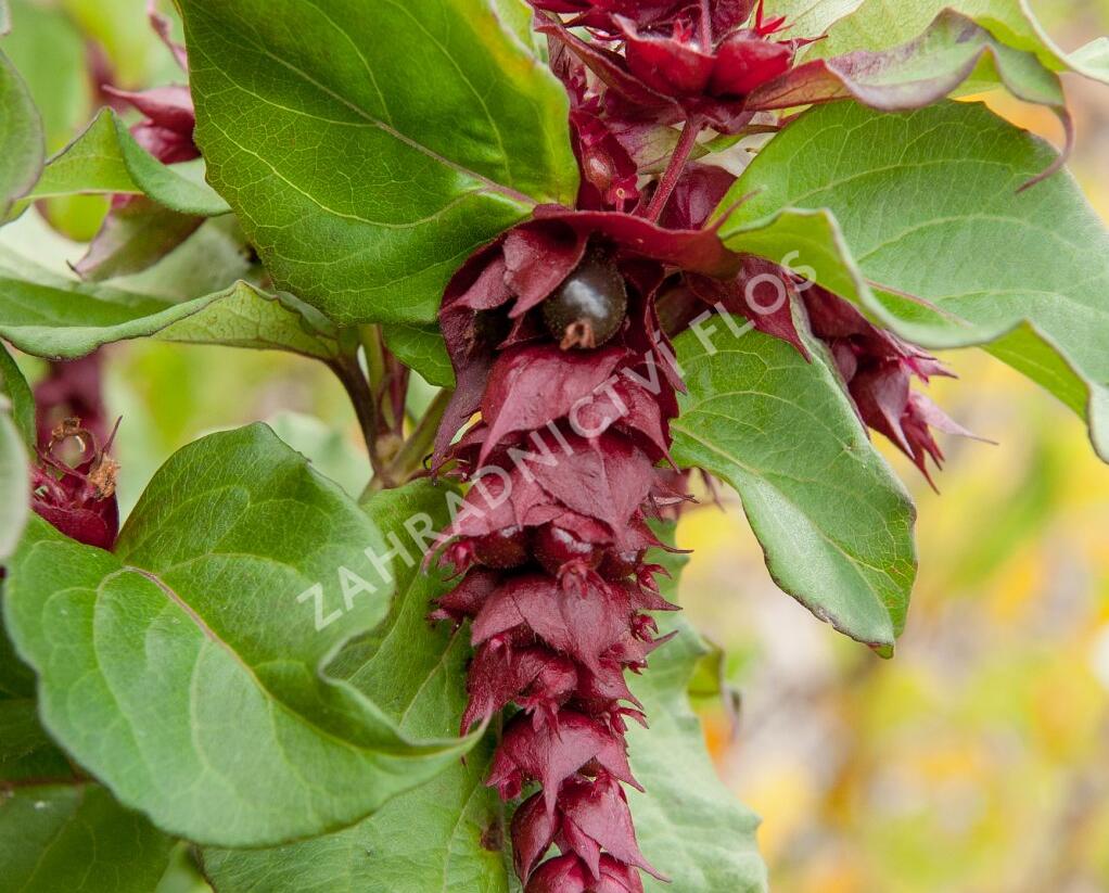 Leycestérie krásná 'Purple Rain' - Leycesteria formosa 'Purple Rain'