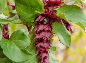 Leycestérie krásná 'Purple Rain' - Leycesteria formosa 'Purple Rain'