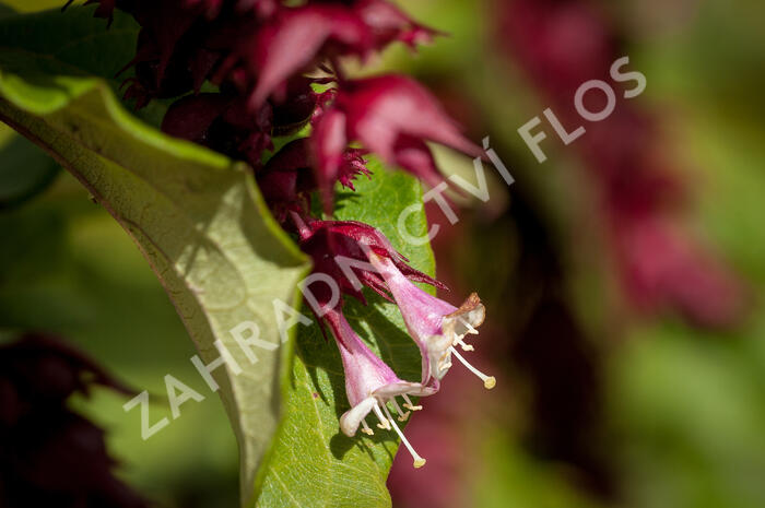 Leycestérie krásná 'Purple Rain' - Leycesteria formosa 'Purple Rain'