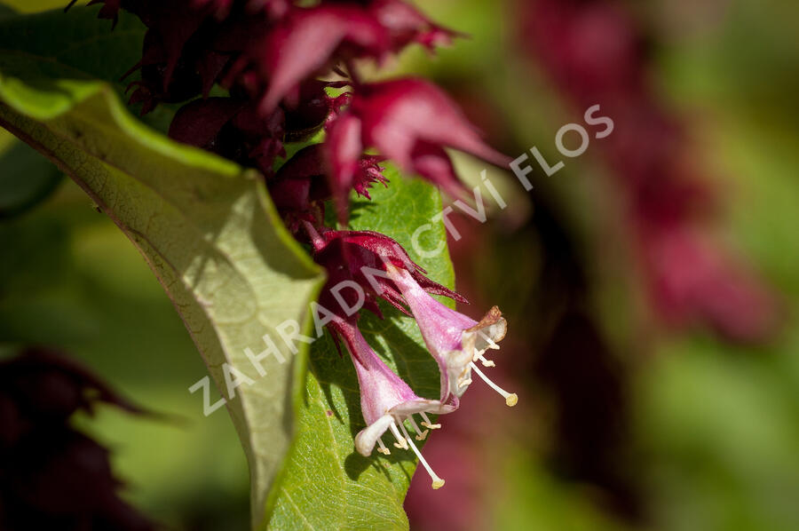 Leycestérie krásná 'Purple Rain' - Leycesteria formosa 'Purple Rain'