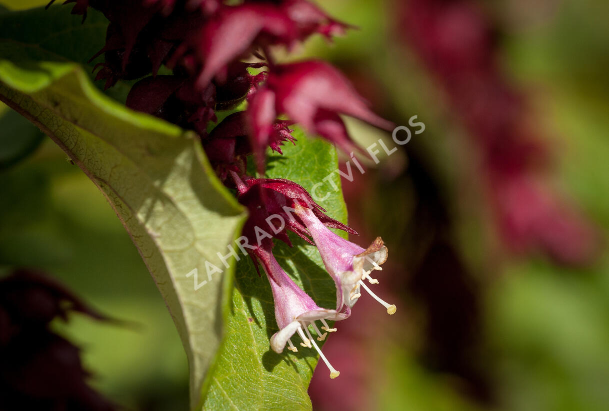 Leycestérie krásná 'Purple Rain' - Leycesteria formosa 'Purple Rain'