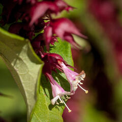 Leycestérie krásná 'Purple Rain' - Leycesteria formosa 'Purple Rain'