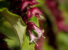 Leycestérie krásná 'Purple Rain' - Leycesteria formosa 'Purple Rain'