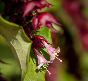 Leycestérie krásná 'Purple Rain' - Leycesteria formosa 'Purple Rain'