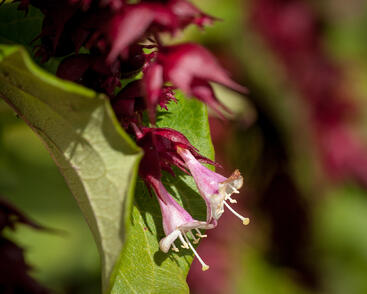Leycestérie krásná 'Purple Rain'