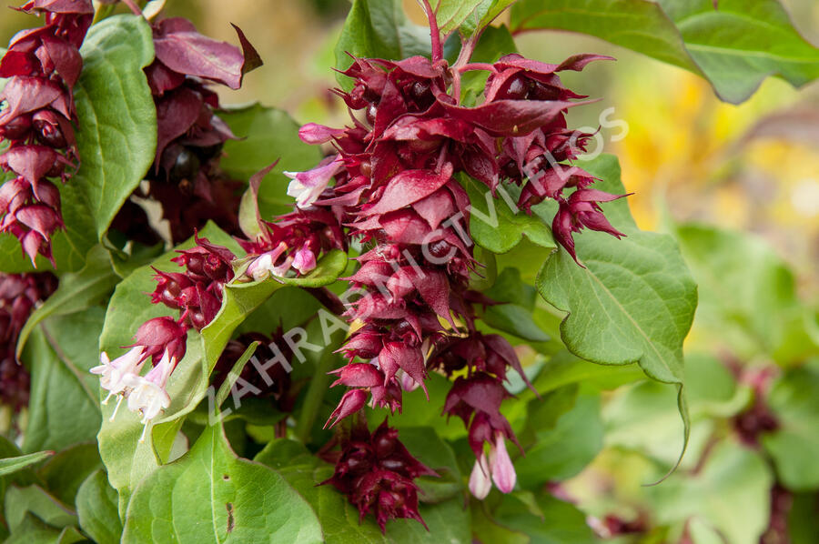 Leycestérie krásná 'Purple Rain' - Leycesteria formosa 'Purple Rain'
