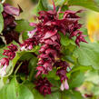 Leycestérie krásná 'Purple Rain' - Leycesteria formosa 'Purple Rain'