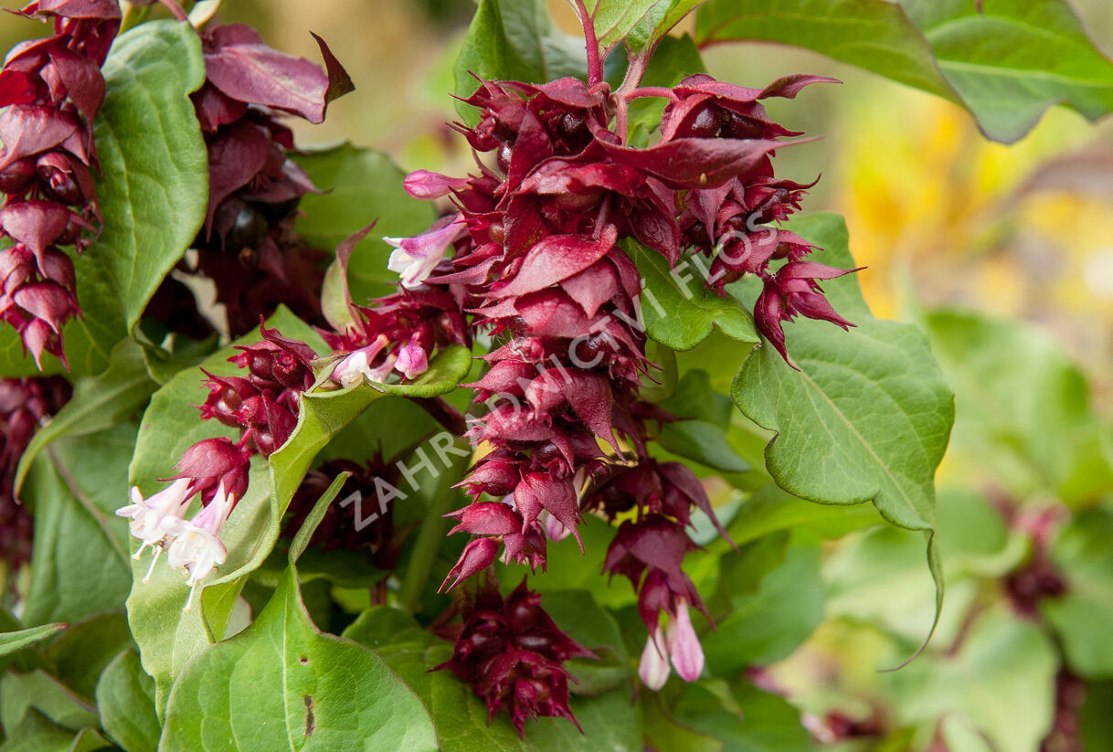 Leycestérie krásná 'Purple Rain' - Leycesteria formosa 'Purple Rain'