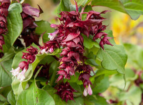 Leycestérie krásná 'Purple Rain' - Leycesteria formosa 'Purple Rain'