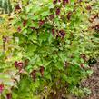 Leycestérie krásná 'Purple Rain' - Leycesteria formosa 'Purple Rain'