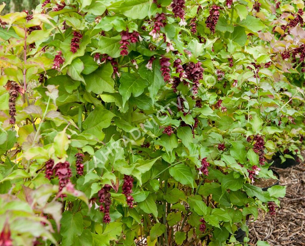 Leycestérie krásná 'Purple Rain' - Leycesteria formosa 'Purple Rain'