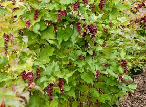 Leycestérie krásná 'Purple Rain' - Leycesteria formosa 'Purple Rain'