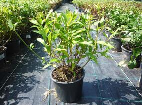 Trojpuk něžný - Deutzia gracilis