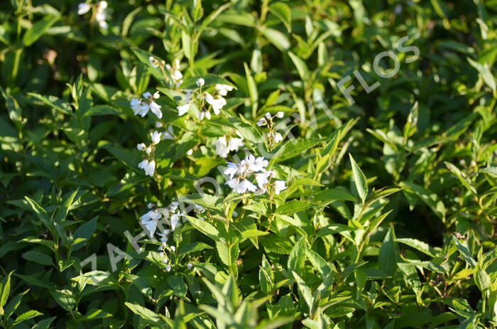 Trojpuk něžný - Deutzia gracilis