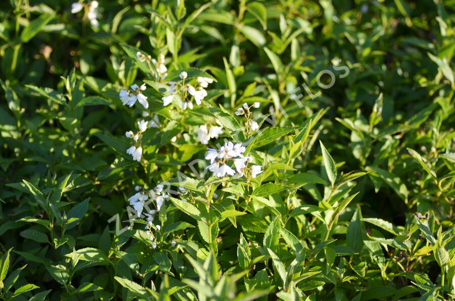 Trojpuk něžný - Deutzia gracilis