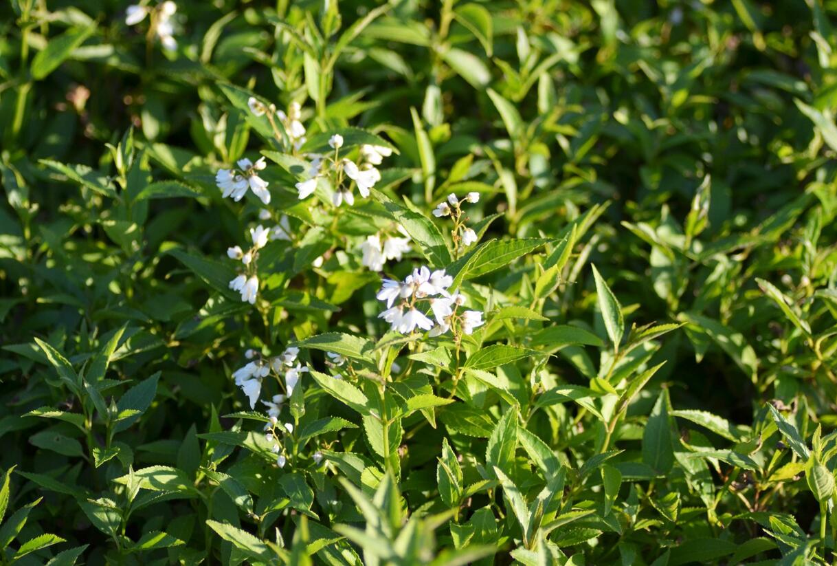 Trojpuk něžný - Deutzia gracilis