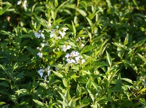 Trojpuk něžný - Deutzia gracilis
