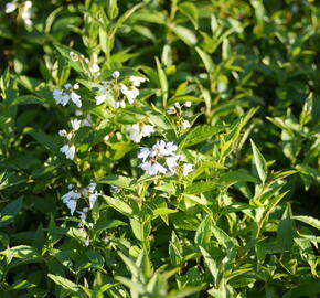 Trojpuk něžný - Deutzia gracilis