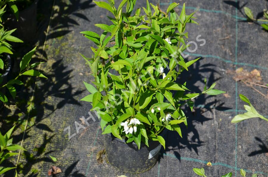 Trojpuk něžný - Deutzia gracilis