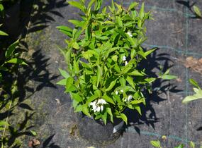 Trojpuk něžný - Deutzia gracilis