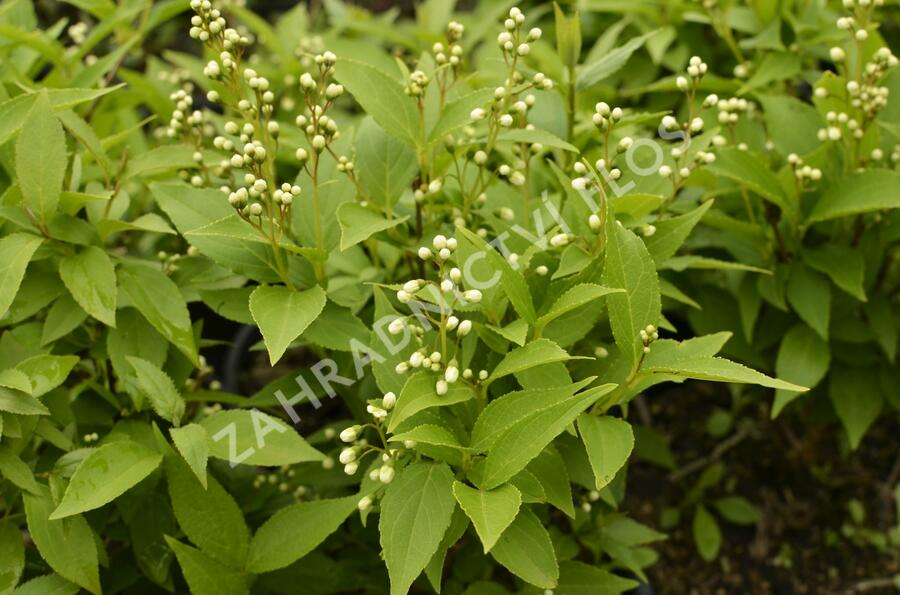 Trojpuk něžný - Deutzia gracilis