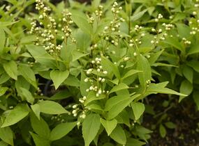 Trojpuk něžný - Deutzia gracilis