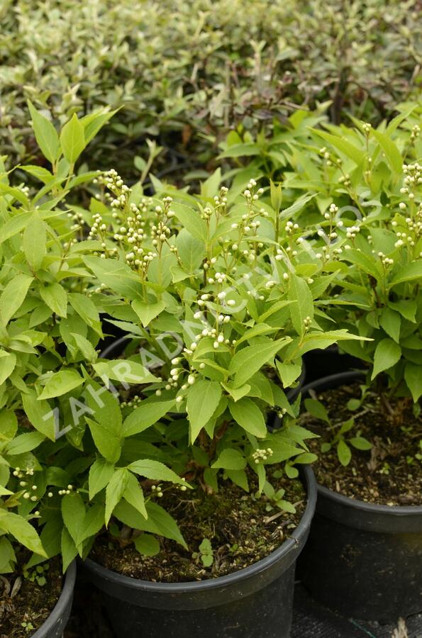 Trojpuk něžný - Deutzia gracilis
