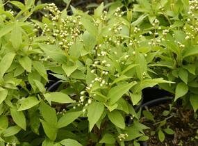 Trojpuk něžný - Deutzia gracilis