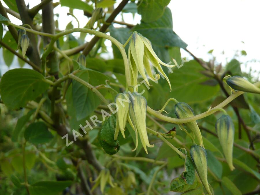 Dekaisnea Fagesova - Decaisnea fargesii