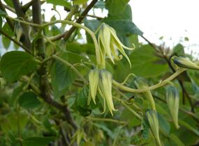 Dekaisnea Fagesova - Decaisnea fargesii