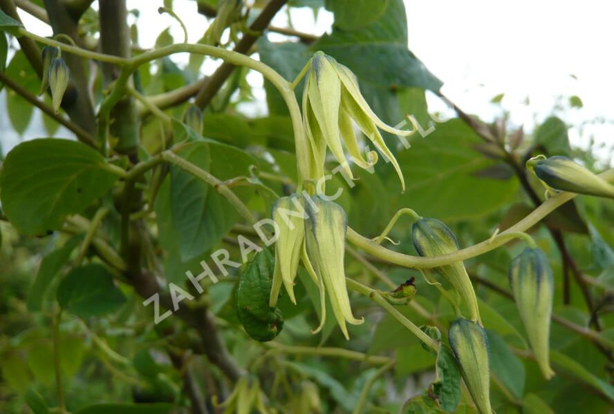 Dekaisnea Fagesova - Decaisnea fargesii
