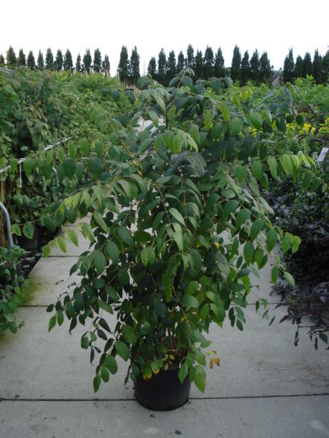 Dekaisnea Fagesova - Decaisnea fargesii