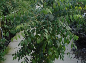 Dekaisnea Fagesova - Decaisnea fargesii
