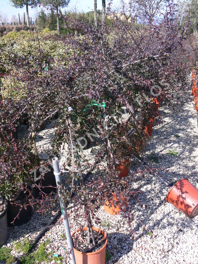 Skalník mléčný - Cotoneaster lacteus