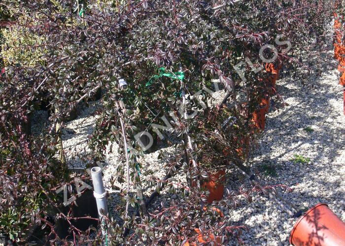 Skalník mléčný - Cotoneaster lacteus