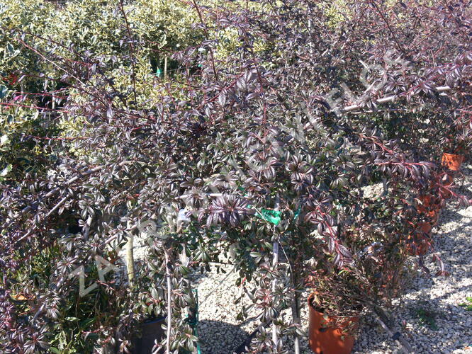 Skalník mléčný - Cotoneaster lacteus