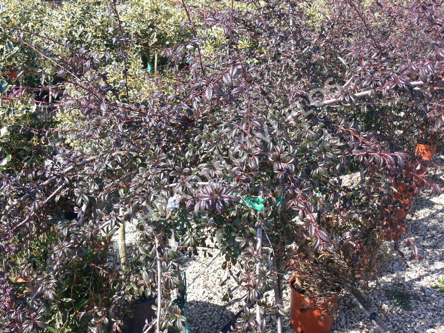 Skalník mléčný - Cotoneaster lacteus