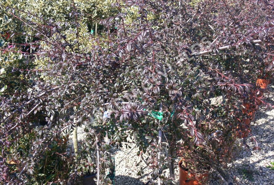 Skalník mléčný - Cotoneaster lacteus