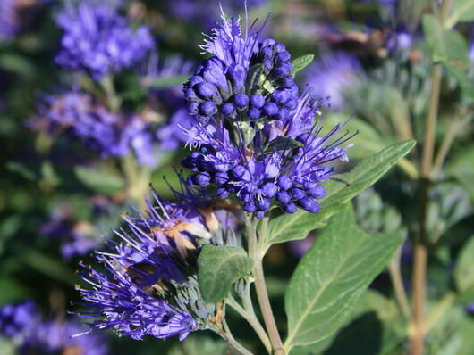 Ořechokřídlec clandonský 'Heavenly Blue' - Caryopteris clandonensis 'Heavenly Blue'