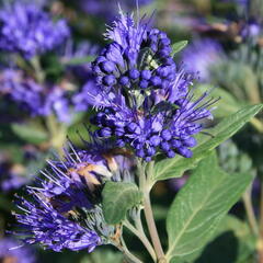 Ořechokřídlec clandonský 'Heavenly Blue' - Caryopteris clandonensis 'Heavenly Blue'