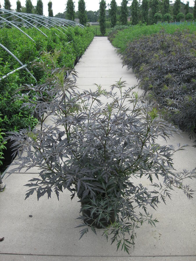 Bez černý 'Black Lace' - Sambucus nigra 'Black Lace'