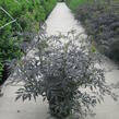 Bez černý 'Black Lace' - Sambucus nigra 'Black Lace'