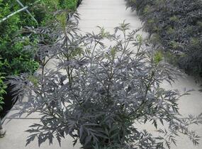 Bez černý 'Black Lace' - Sambucus nigra 'Black Lace'
