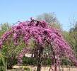 Zmarlika kanadská 'Lavender Twist' - Cercis canadensis 'Lavender Twist'