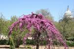 Zmarlika kanadská 'Lavender Twist' - Cercis canadensis 'Lavender Twist'