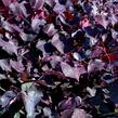 Zmarlika kanadská 'Forest Pansy' - Cercis canadensis 'Forest Pansy'